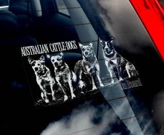 Australský honácký pes - skupina
