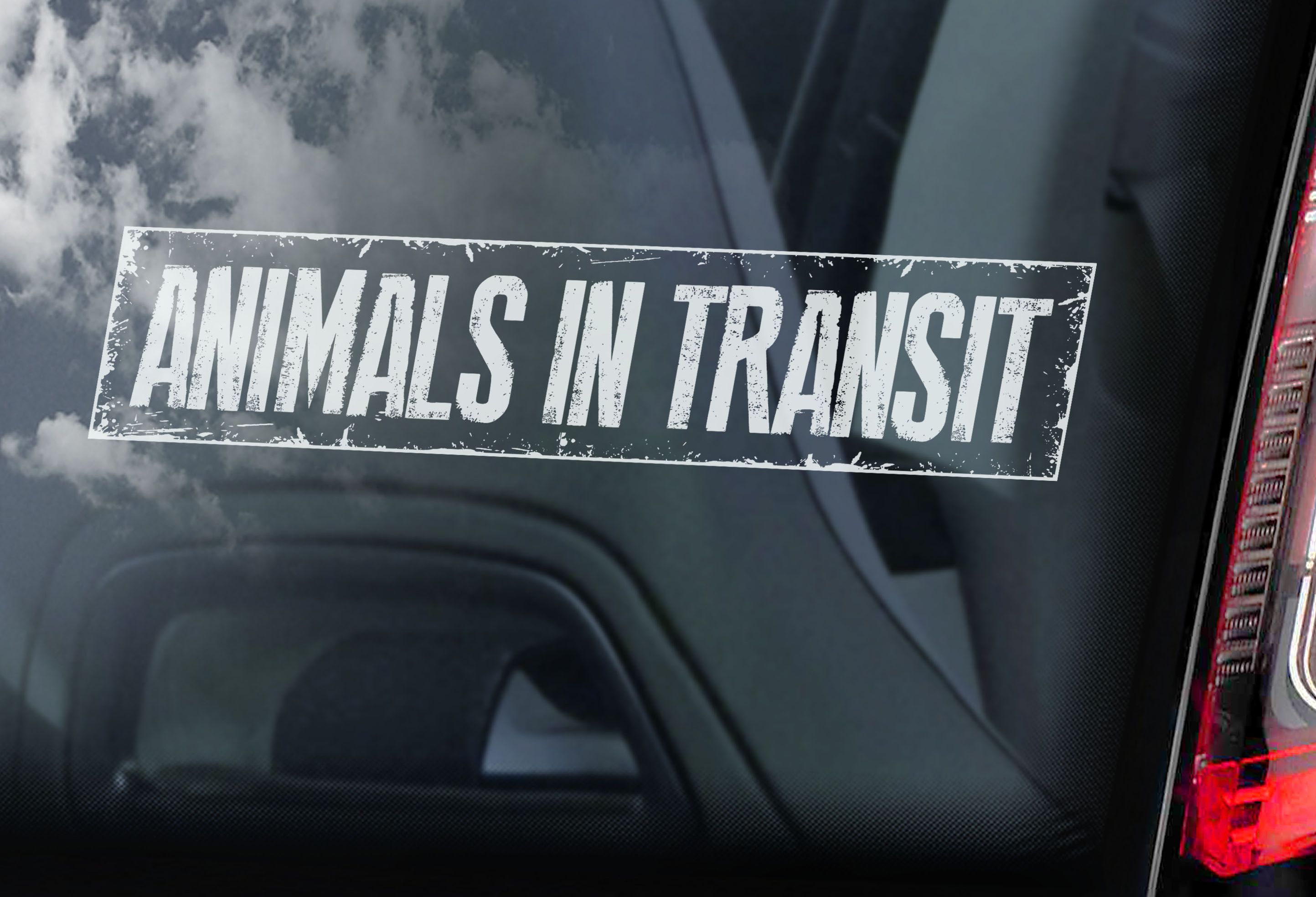 Zvířata v autě