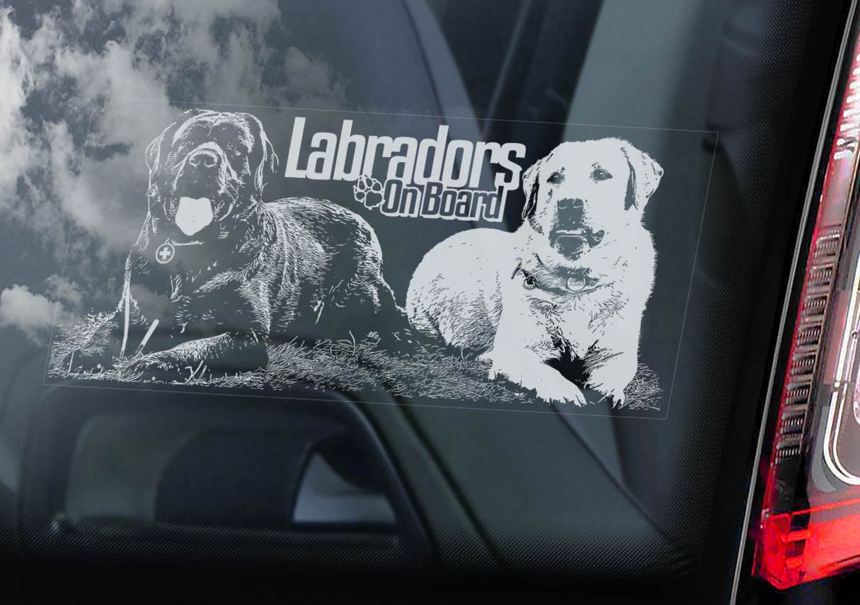 Labradorský retrívr - dvojice