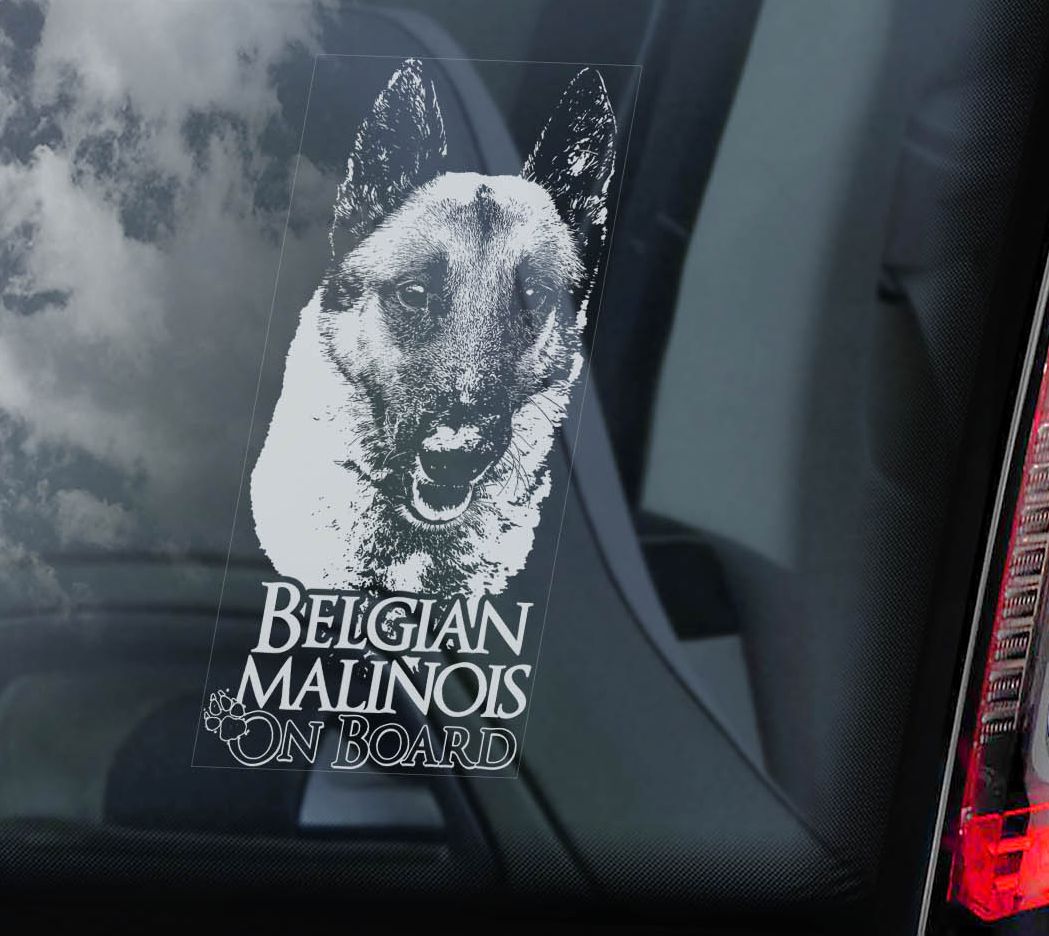 Belgický ovčák - Malinois