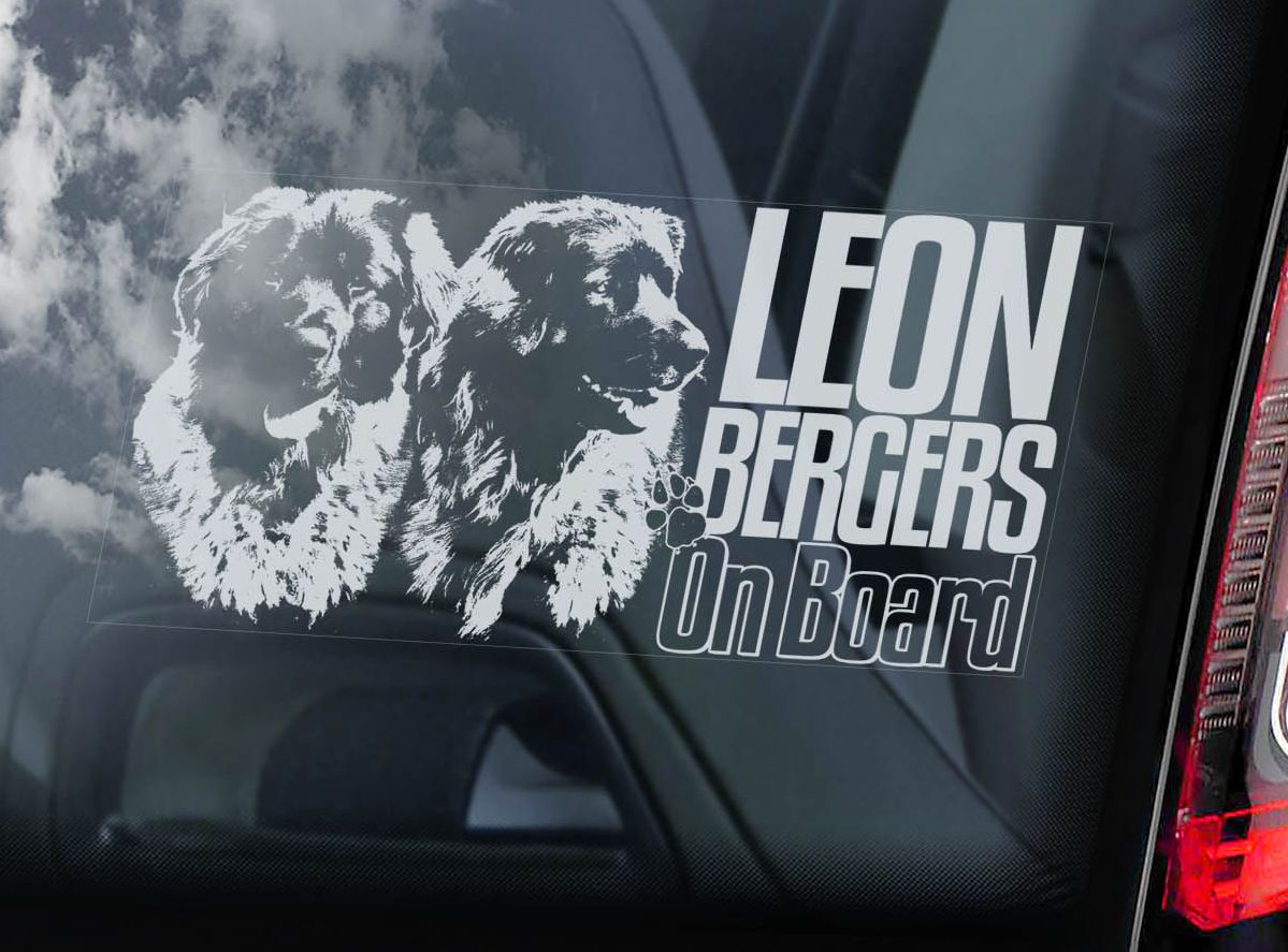 Leonberger - dvojice