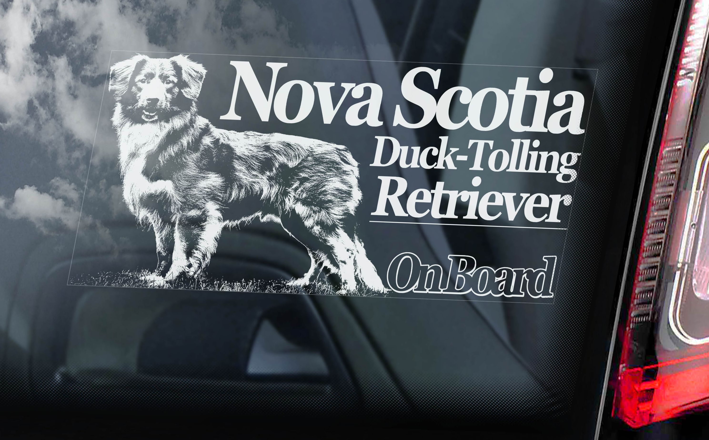 Nova scotia duck tolling retrívr