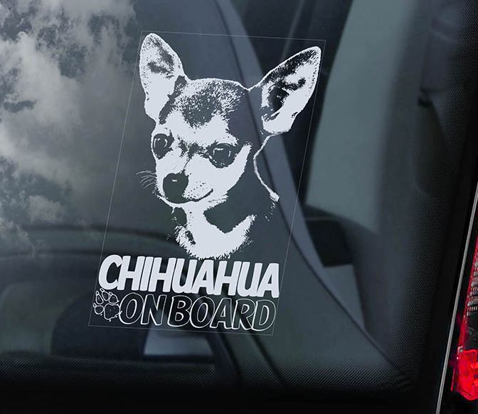 Čivava krátkosrstá