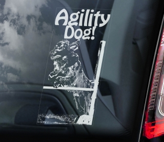 Agility - Flat coated retrívr